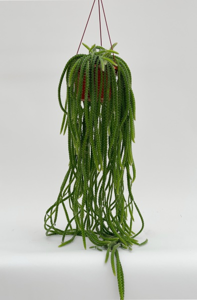 Cactus Selenicereus Validus 70cm x D15