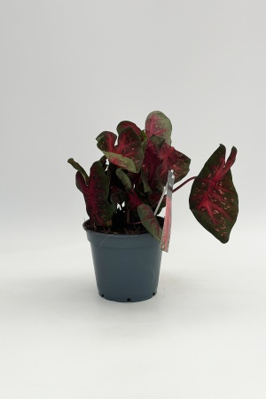 Caladium 35cm x D17