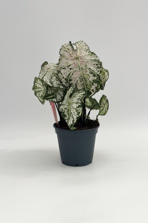 Caladium 35cm x D17