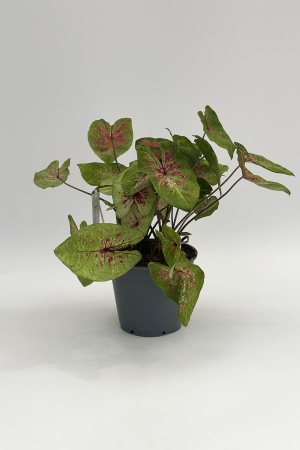 Caladium 35cm x D17