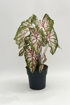 Caladium 50cm x D21