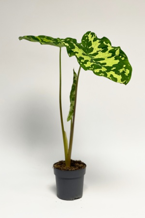 Caladium Bicolore Colocasia 45cm x D10