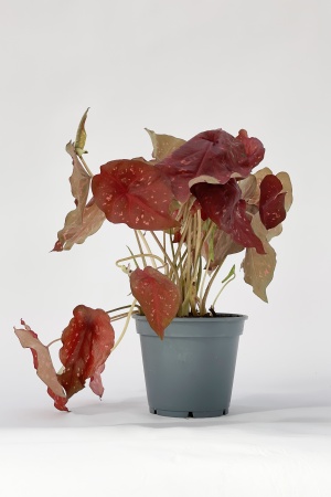 Caladium Burning Heart 50cm x D17