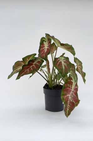 Caladium Gingerland 40cm x D17