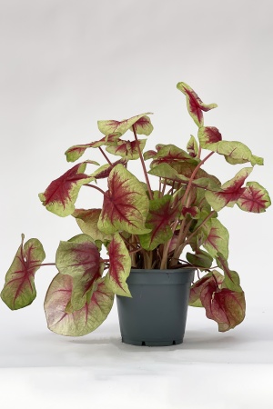 Caladium Lemon Blush 50cm x D17