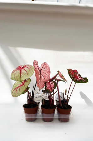 Caladium Mixtes 50cm x D12