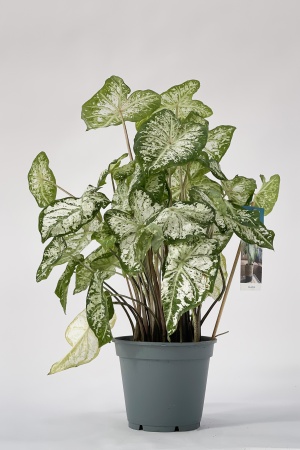 Caladium Snow Flurry 50cm x D17