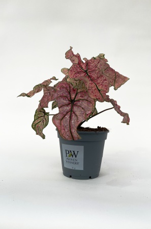 Caladium Summer Breeze 45cm x D17