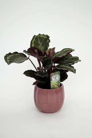 Calathea 40cm x D14