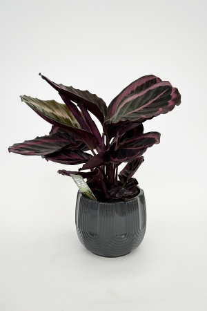 Calathea 40cm x D14