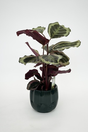 Calathea 40cm x D14