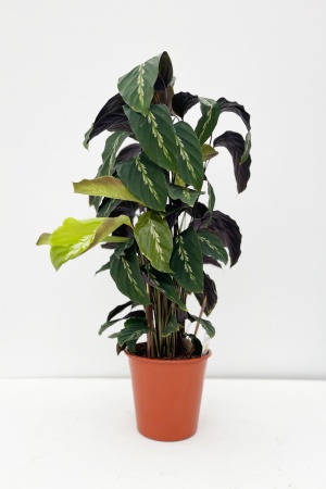 Calathea 65cm x D19