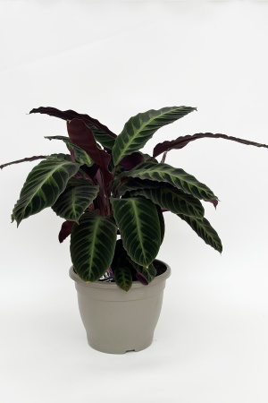 Calathea 75cm x D32