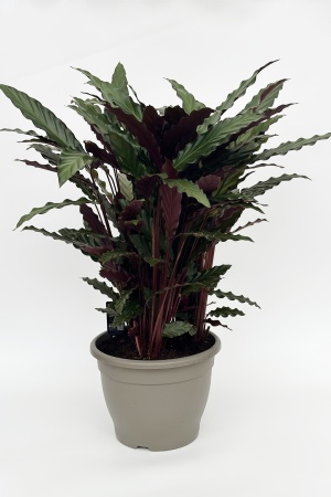 Calathea 75cm x D32