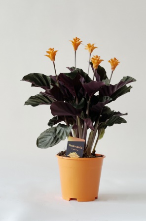 Calathea Crocata Candela 45cm x D14