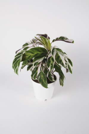 Calathea Fusion White 40cm x D14