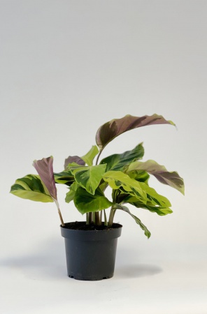 Calathea Fusion Yellow 31cm x D12