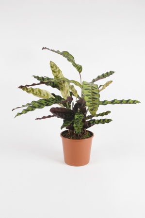 CALATHEA Lancifolia 40cm-D14