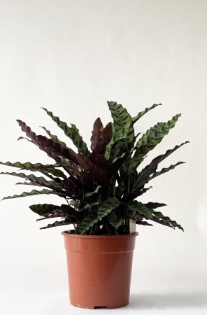 Calathea Lancifolia 70cm x D27