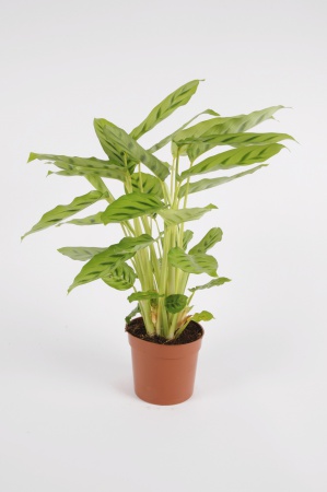 CALATHEA Leopardina 35cm-D12