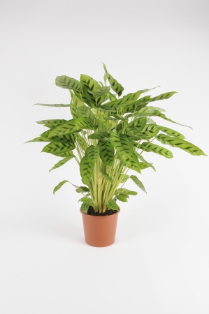 CALATHEA Leopardina 65cm-D17