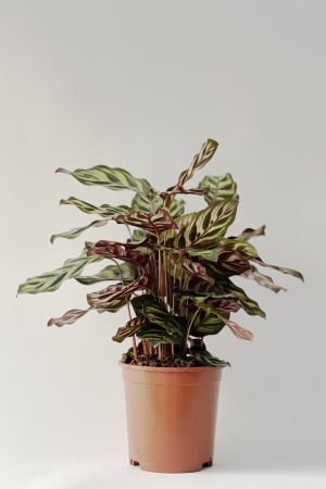 Calathea Makoyana 40cm x D14