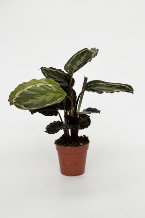 Calathea Medaillon 45cm x D12