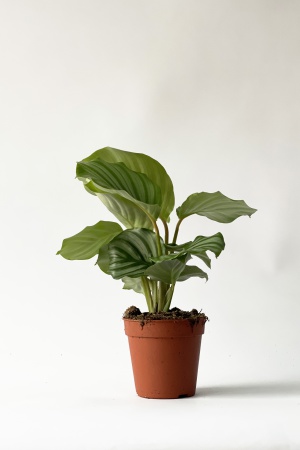 Calathea Orbifolia 35cm x D12