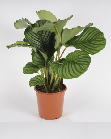 CALATHEA Orbifolia 75cm-D19