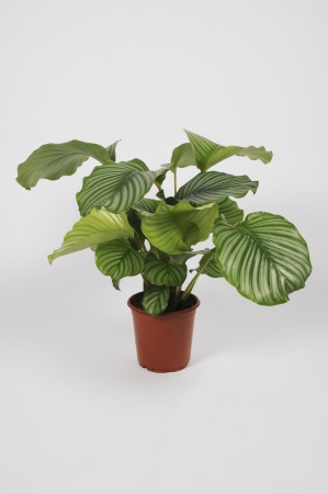 Calathea Orbifolia 75cm x D19