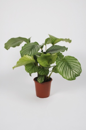 Calathea Orbifolia 75cm x D19