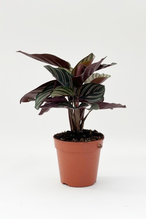 Calathea Ornata 40cm x D12