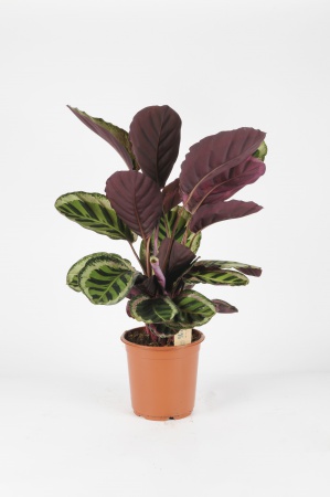 Calathea Rosalina Angel 75cm x D21