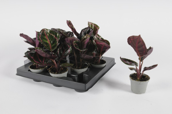 Calathea Roseopicta 14cm-D6