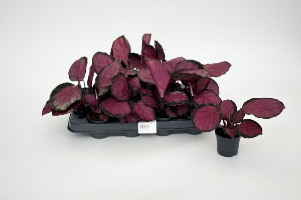 Calathea Roseopicta Crimson 14cm x D07