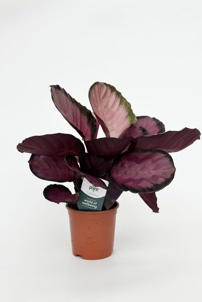 Calathea Roseopicta Crimson 50cm x D14