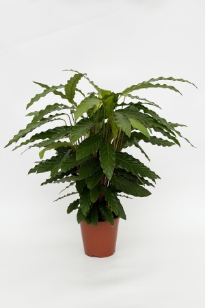 Calathea Rufi Miroscha 65cm x D19