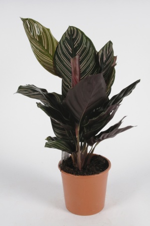 Calathea Sanderiana 60cm x D14