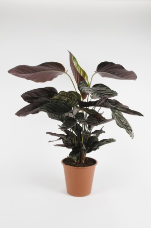 CALATHEA Sanderiana 70cm-D19