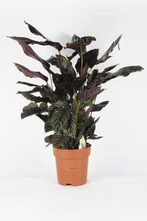 Calathea Sanderiana 80cm x D27