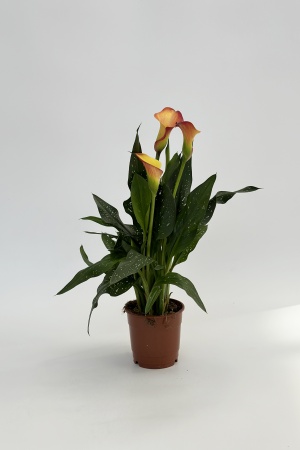 Calla 45cm x D12