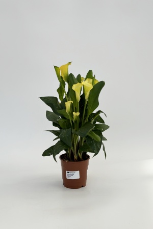 Calla 45cm x D12