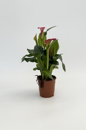 Calla 45cm x D12