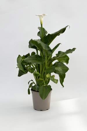 Calla 80cm x D20