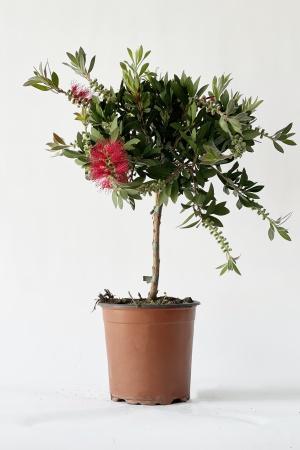 Callistemon Tige 50cm x D17