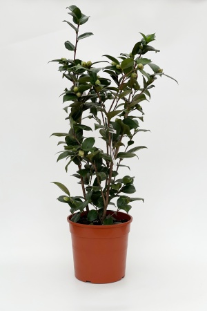 Camélia Japonica 110cm x D27