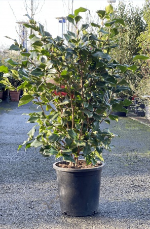 Camellia Sasanqua 110cm x 10L