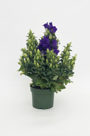 Campanule Appeal 55cm x D17