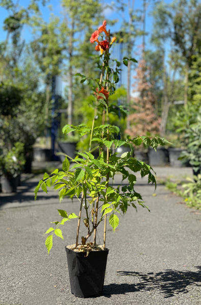 Trachelospermum Jasminoides Arche 250cm x 60L