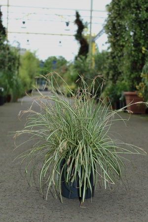 Carex Oshimensis Evergold H18cm x 2L